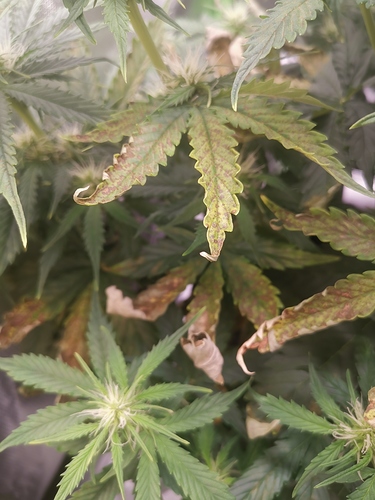 Growreport Bild 3