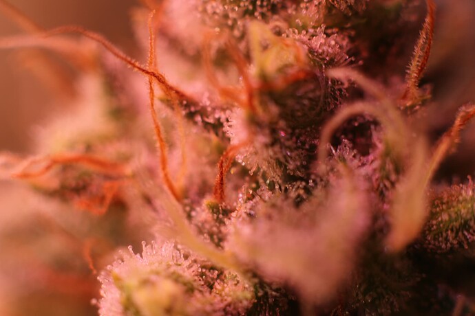 Growreport Bild 17
