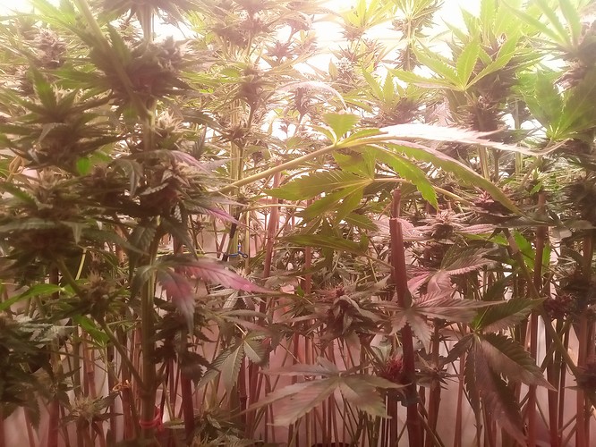 Growreport Bild 83