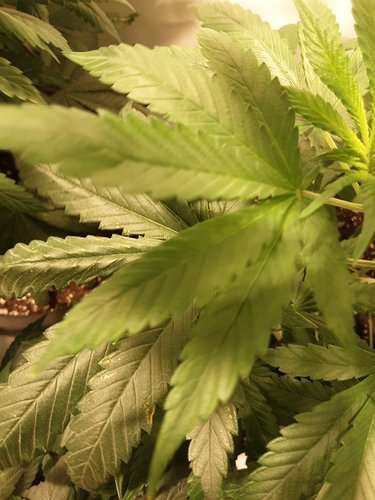 Growreport Bild 26