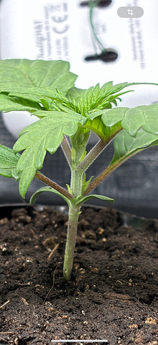 Growreport Bild 74
