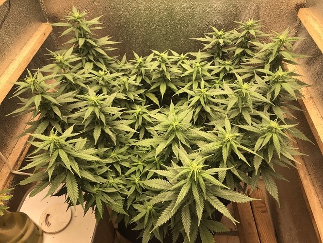 trainwreck_flowerstart2