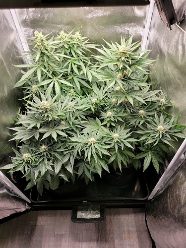 Growreport Bild 11