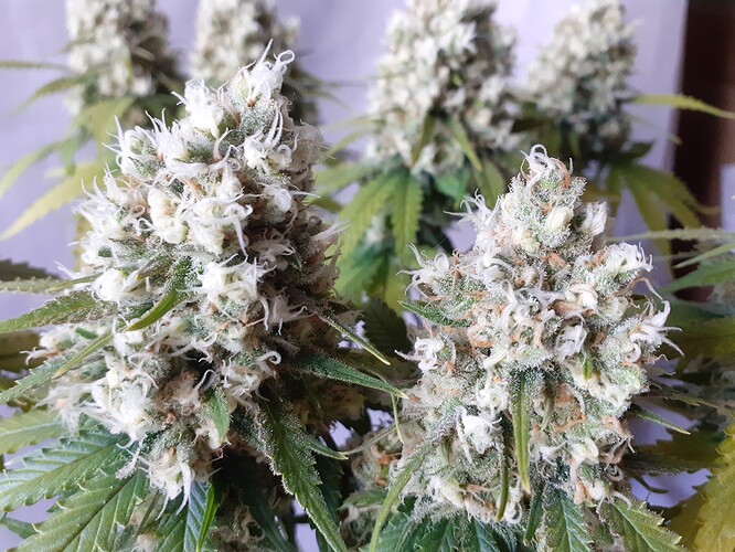 Growreport Bild 183