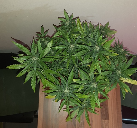 Growreport Bild 8