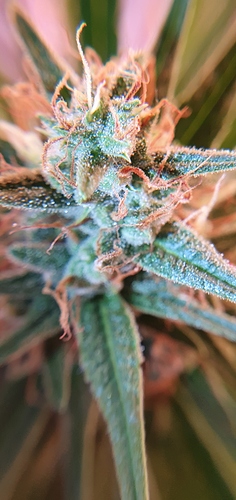 Growreport Bild 4