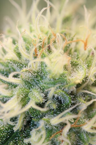 Growreport Bild 11