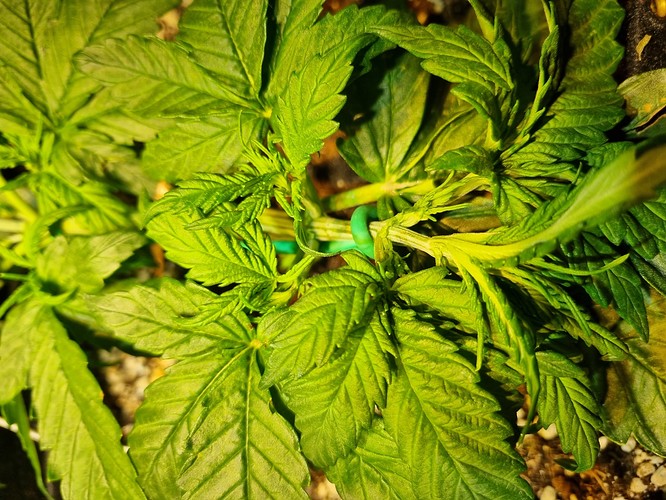 Growreport Bild 6