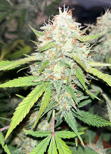 Growreport Bild 23