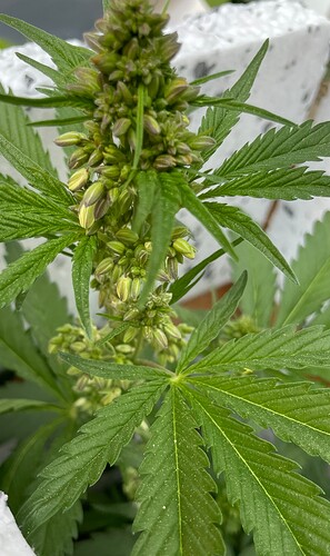 Growreport Bild 3