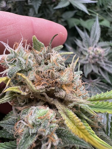 Growreport Bild 1
