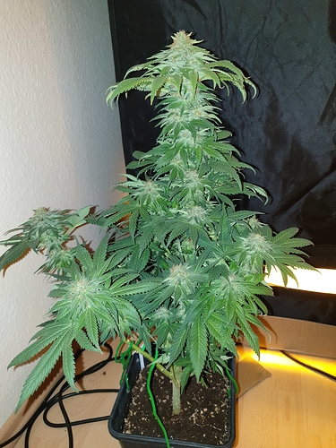 Growreport Bild 29