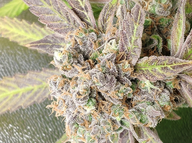 Growreport Bild 2