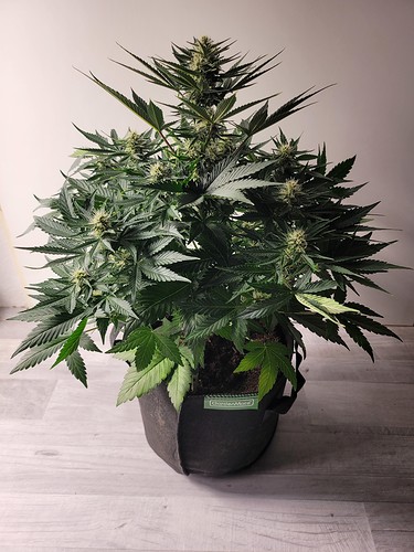 Growreport Bild 10