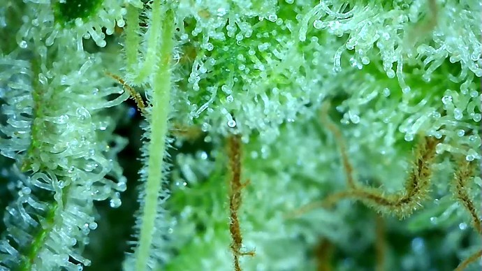 Growreport Bild 43
