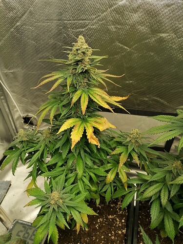 Growreport Bild 20