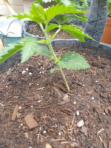 Growreport Bild 2