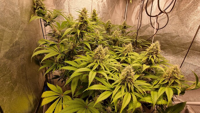 Growreport Bild 3
