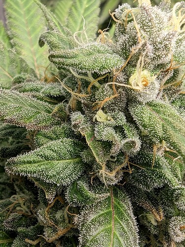 Growreport Bild 1