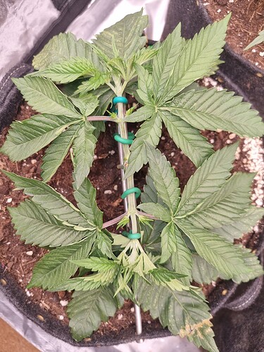 Growreport Bild 62