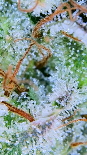 Growreport Bild 25