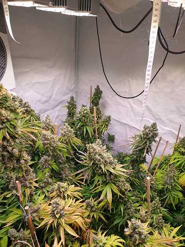 Growreport Bild 4