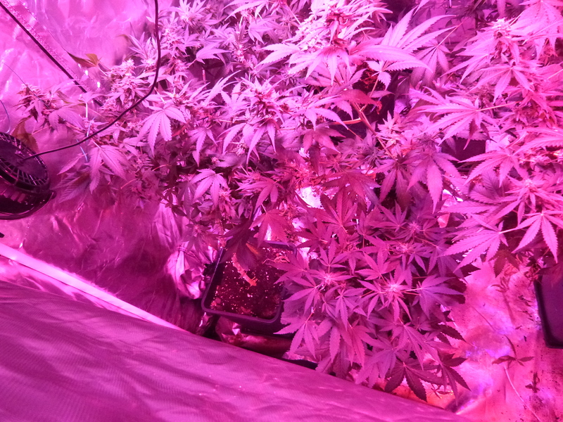 Growreports 1a, 1b1, 1b2,1c1, 1c2, FINISHED - Growreports - Forum