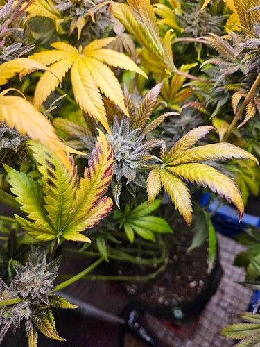 Growreport Bild 7