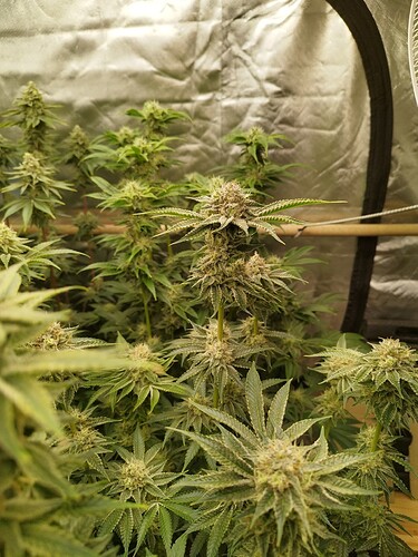 Growreport Bild 7