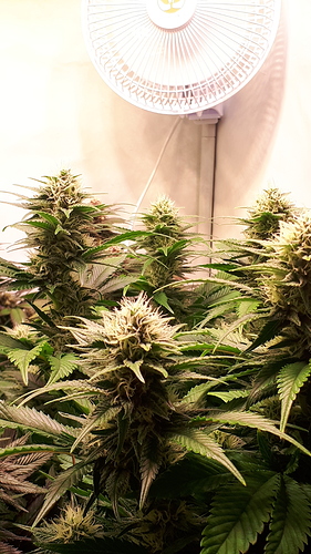 Growreport Bild 3