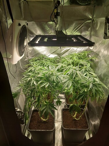 Growreport Bild 1