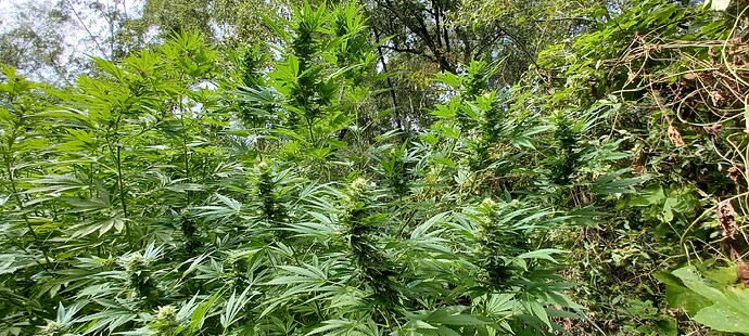 Growreport Bild 7