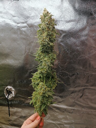 Growreport Bild 8
