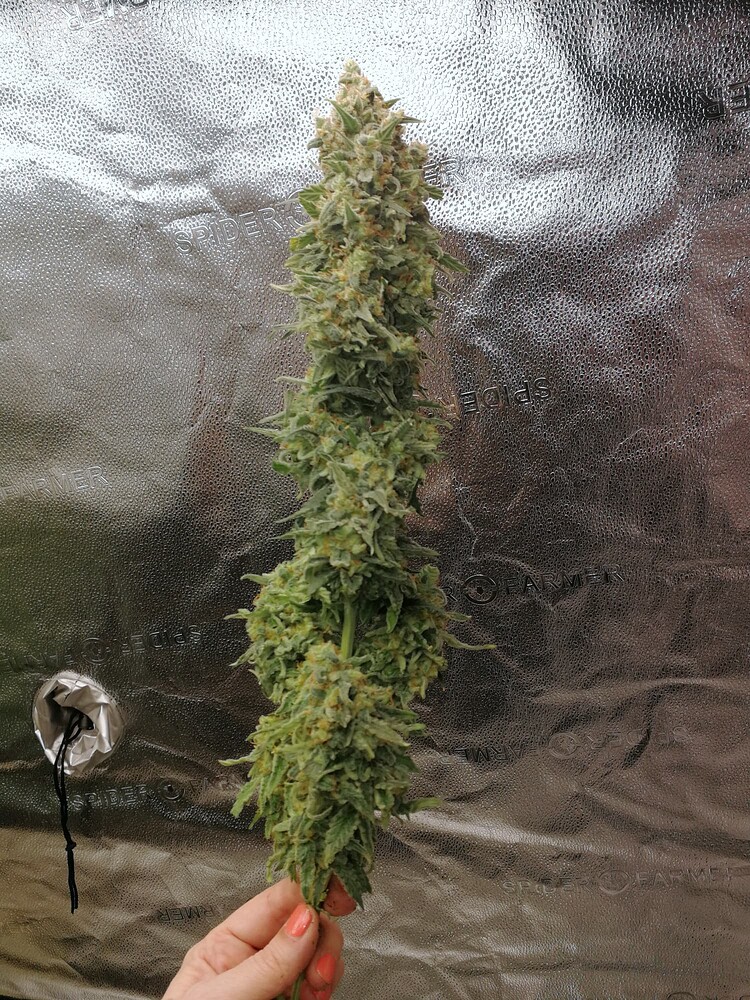 YES WE KANNABIA! Ein Sativa Dream wird wahr!