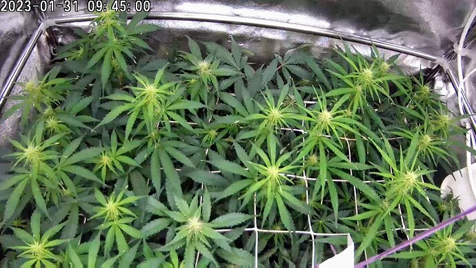 Tapo C200 - 2023-01-31 09.45.02