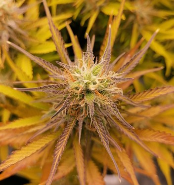 Growreport Bild 4