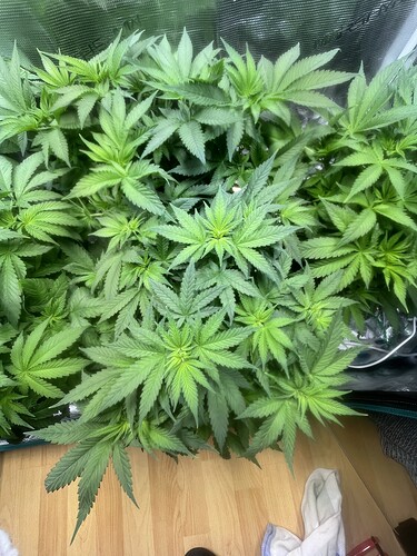 Growreport Bild 17