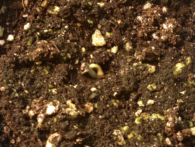 Growreport Bild 114