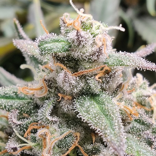 Growreport Bild 16