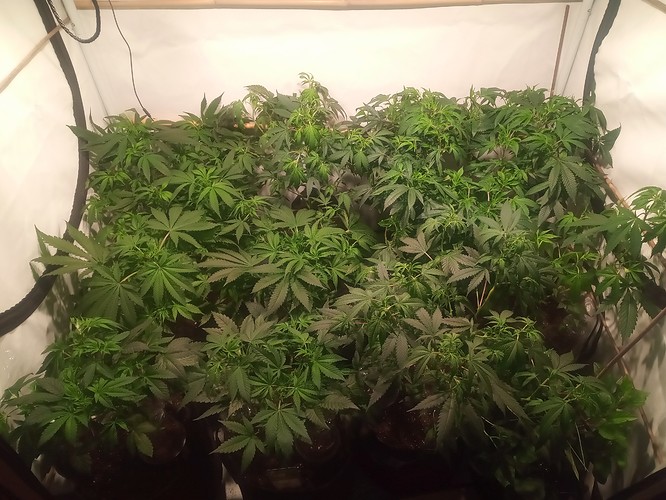 Growreport Bild 18
