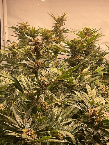 Growreport Bild 2