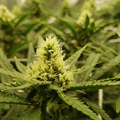 Growreport Bild 1