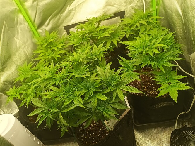 Growreport Bild 5