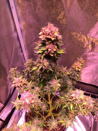 Growreport Bild 6