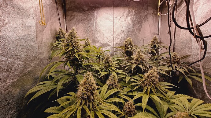 Growreport Bild 7