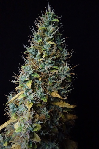 Growreport Bild 22