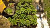Growreport Bild 14