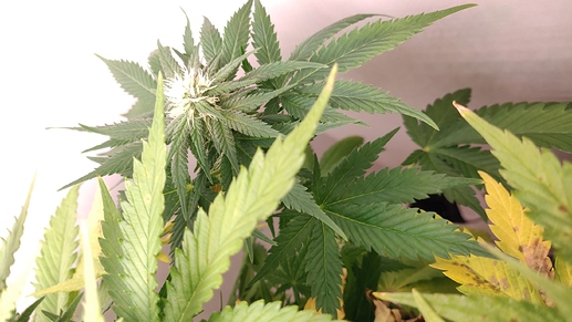 Growreport Bild 8
