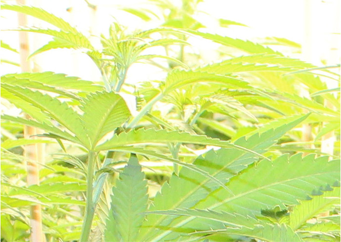 Growreport Bild 21