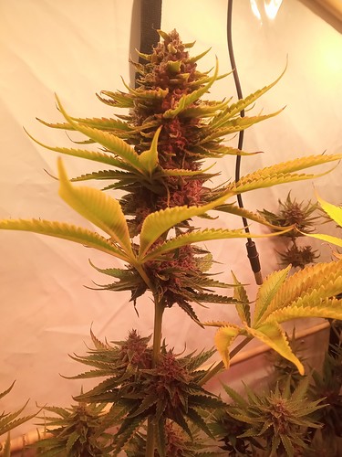 Growreport Bild 67
